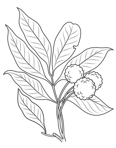 Lechee Branch Coloring Page